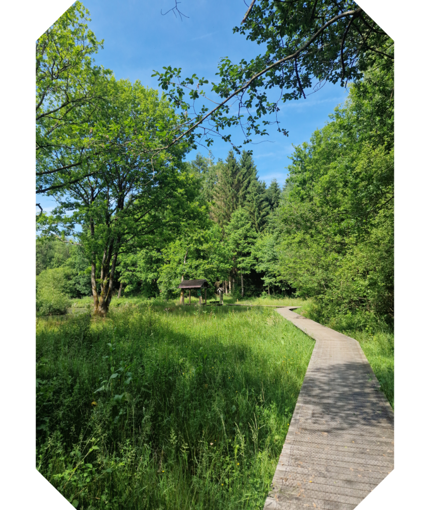 Le caillebotis de la réserve naturelle d'Orti