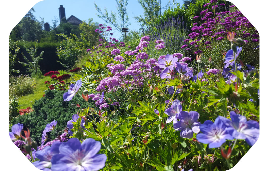 Dans le jardin de la Pommeraie