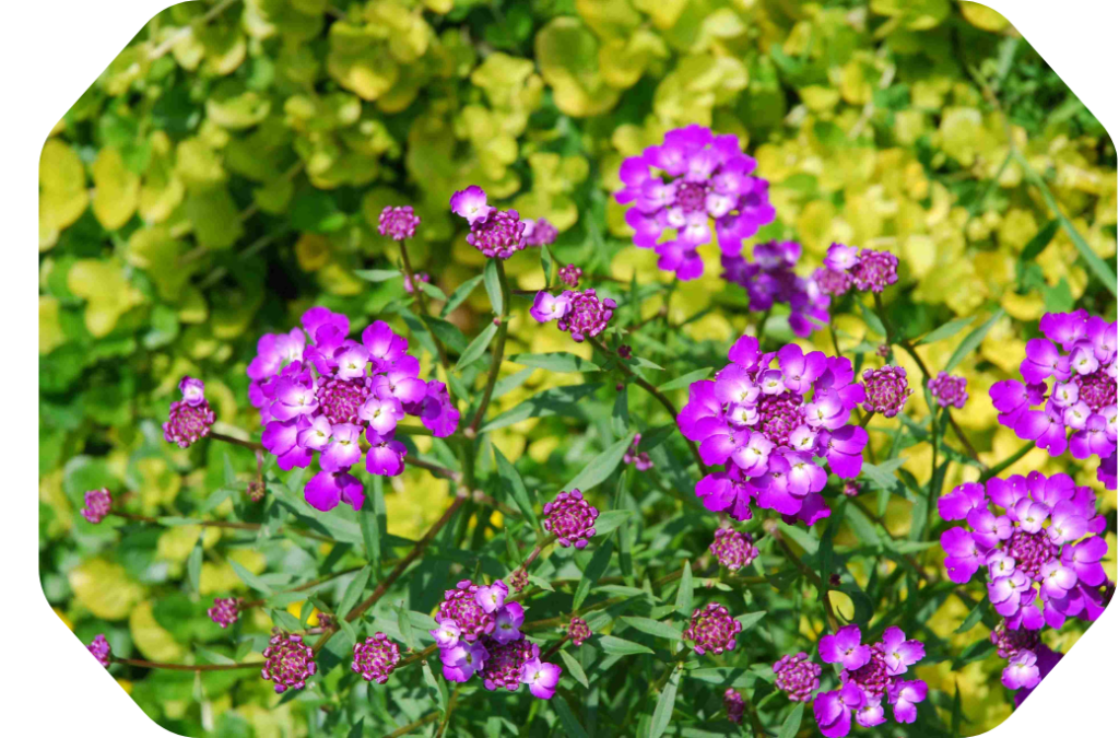 Dans le jardin de la Pommeraie