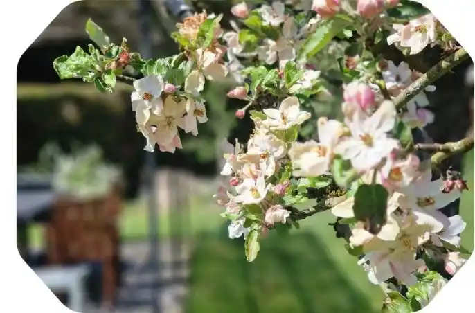 Photo d'illustration d'un pommier dans le jardin du gîte La Pommeraie Le Coin Ardenne