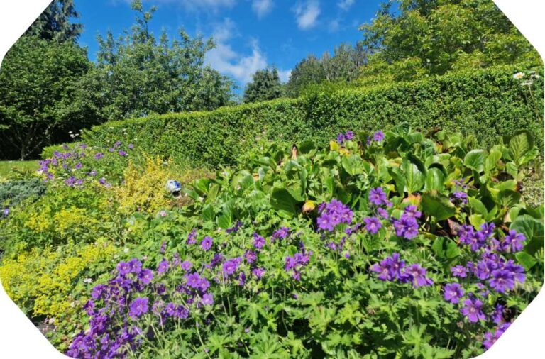 Vue sur le jardin du gîte Le Coin Ardenne de la Pommeraie en été