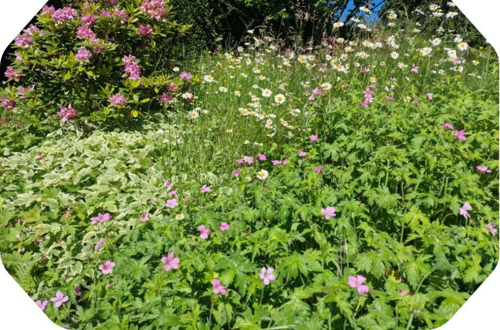 Vue sur le jardin du gîte Le Coin Ardenne de la Pommeraie en été