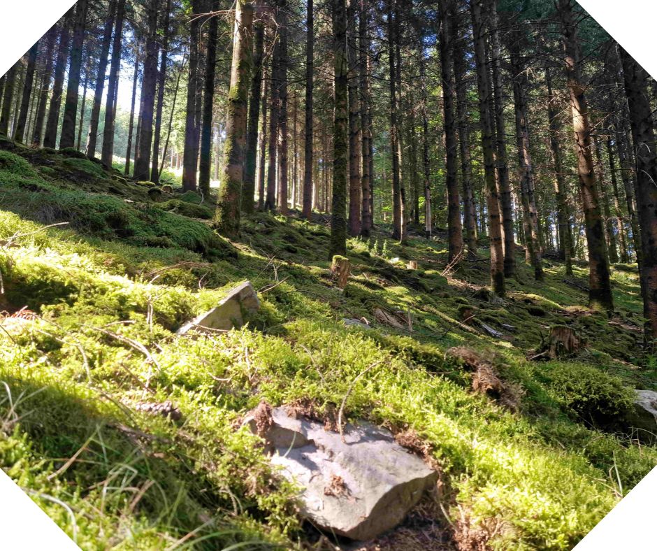 Le calme de la forêt...
