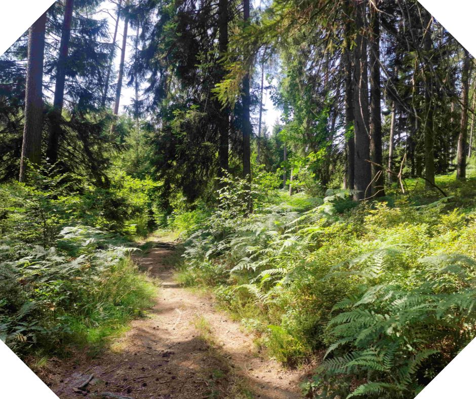 Bain de forêt ...